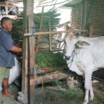 Sabar, salah satu penerima bantuan sapi dari pemkab.