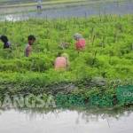 Petani cabai di Kecamatan Baureno tampak melakukan panen cabai dini. Sebab, air sedang menggenangi tanaman cabainya. foto: eky nurhadi/ BANGSAONLINE