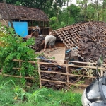 Satu kandang ternak rata dengan tanah usai diamuk angin kencang.