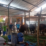 Budi daya sapi di Kabupaten Pasuruan.