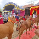 Launching Pembentukan Pusat Riset dan Pengembangan Sapi Madura di Desa Waru Barat, Pamekasan, Sabtu (11/9/2021). 