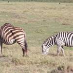 Zebra dengan punuk seperti onta. Adakah onta yang bulunya belang hitam putih seperti zebra? foto: repro mirror.co.uk