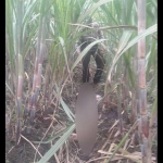 Sesosok jenazah saat ditemukan warga di kebun tebu di Kecamatan Kandat, Kabupaten Kediri. 