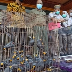 Burung-burung dilindungi yang hendak diselundupkan.