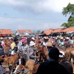Suasana jual-beli hewan kurban di Pasar Hewan Blega