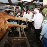 Gubernur Khofifah saat mengunjungi peternakan di Kabupaten Malang, belum lama ini. foto: ist