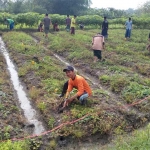 Penanaman bibit Sirsak Madu di Desa Sumbertlaseh.