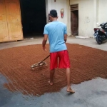 Harga cengkih masih relatif stabil.