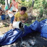 Abdul Muin sedang memanen lele bersama tiga kerabat yang membantunya.