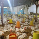 Suasana kandang ayam milik Aris, warga Desa Ngangkatan, Kecamatan Rejoso, Nganjuk.