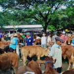 Suasana di Pasar Hewan Ngawi.