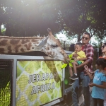 Jerapah Afrika yang ada di area JTP 2.