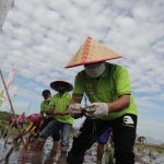 Bupati Situbondo Karna Suswandi saat menanam bibit padi BK-900 di lahan seluas 15 hektare. (foto: MURSIDI/BANGSAONLINE)