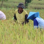 ILUSTRASI: Petani sedang panen padi.