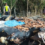 Kandang sapi di Pamekasan yang terbakar.