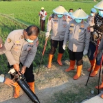 Kapolres Ngawi saat memimpin gropyok tikus di area sawah.