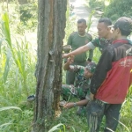 Serda Edi dan Serda Sutomo membantu warga lakukan penyadapan getah Pinus.