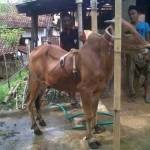 Sapi berkaki 6 di Sumenep