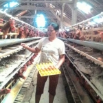 Ilustrasi: Harga pakan ayam naik, berimbas kenaikan harga telur.