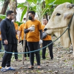 Ketua DPC PDI Perjuangan Kabupaten Kediri Hanindhito Himawan Pramana saat mengecek persiapan penyembelihan sapi kurban. (Ist). 