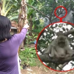 Salah seorang warga menunjukkan Kera yang tengah nangkring di atas pohon.
