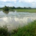 TERENDAM: Salah satu patani di sekitar Migas Bojonegoro menunjukan tanaman padi yang terendam banjir. Foto: Eky Nurhadi/BangsaOnline.com