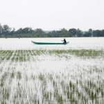 Salah satu petani di Desa Kadungrejo, Kecamatan Baureno saat melintas di pinggir padi yang tergenang banjir menggunakan perahu. foto: EKY NURHADI/ BANGSAONLINE