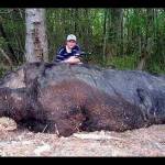 Seorang pemburu dengan babi hutan raksasa. foto: ilustrasi