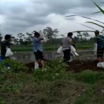 Tampak warga saat sedang meratakan tanah pemakaman tanpa mengenakan APD. (foto: ist).