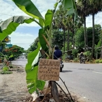Salah satu pohon pisang terpampang tulisan, "Selamat Datang di Wisata Jeglongan Sewu". 