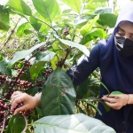 Bupati Ikfina ketika melihat langsung tanaman kopi di Desa Jembul, Kecamatan Jatirejo.