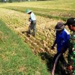 Petani bersama babinsa memburu tikus. foto: hendro utomo/BANGSAONLINE