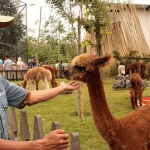 Jatim Park 2, objek wisata yang mengandalkan pembelajaran satwa dan rekreasi. foto: KOMPAS/ DAHLIA IRAWATI