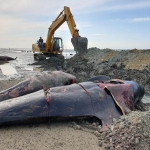 Tubuh ikan paus yang terdampar di pesisir Modung Bangkalan Madura disayat sebelum dikubur secara massal, Sabtu (20/2/2021). Tampak salah satu ikan paus yang tubuhnya disayat-sayat. foto: ist/ bangsaonline.com   