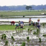 Petani di Kecamatan Kanor, Bojonegoro sedang bercocok tanam.