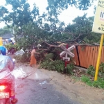 Sejumlah pohon tumbang akibat angin ribut yang melanda Bojonegoro, Senin (11/11).