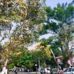 Pohon bunga tabebuya kuning di Jalan Ahmad Yani Kota Blitar. (foto: ist)