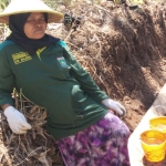 Mustini (48), salah satu warga Desa Kedungsalam, Kecamatan Donomulyo, Kabupaten Malang sangat aktif membantu anggota Satgas TMMD.
