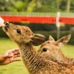 Akbar Zoo merupakan salah satu tempat wisata di Banyuwangi.