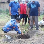 Deni Prasetya, S.E., Anggota Fraksi NasDem DPRD Jatim menanam bibit pisang cavendish di pekarangan rumah warga. foto: istimewa