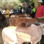 Pedagang sapi di pasar hewan Tuban.