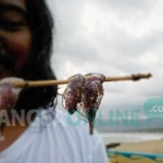 Ubur-ubur yang berserakan di pantai wilayah Pacitan.