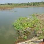 TIDAK MAKSIMAL. Salah satu petani sedang menunjukan waduk Blibis yang hanya mampu menampung setengah dari kapsitasnya. Foto: Eky Nurhadi/BANGSAONLINE