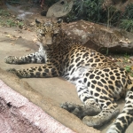 Macan tutul, salah satu satwa di Batu Secret Zoo saat bersantai di siang hari.