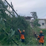 Petugas dari BPBD Kota Batu saat merapikan bambu yang ambruk akibat angin kencang.