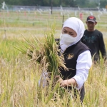 Gubernur Khofifah saat memanen padi.