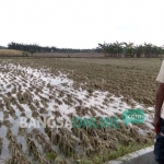 Warga menunjukkan lahan pertanian yang terendam banjir. foto: SUWANDI/ BANGSAONLINE