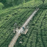 Objek Wisata Kebun Teh Wonosari Malang