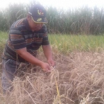 Tanaman petani mati disikat wereng.