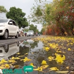 Bunga Tabebuya yang berjatuhan dan jadi hiasan sepanjang jalan Raya Kapas menuju Bojonegoro.